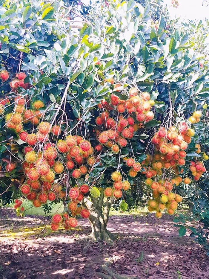 Vườn trái cây Gò Chùa – điểm du lịch Tây Ninh thưởng thức hoa quả