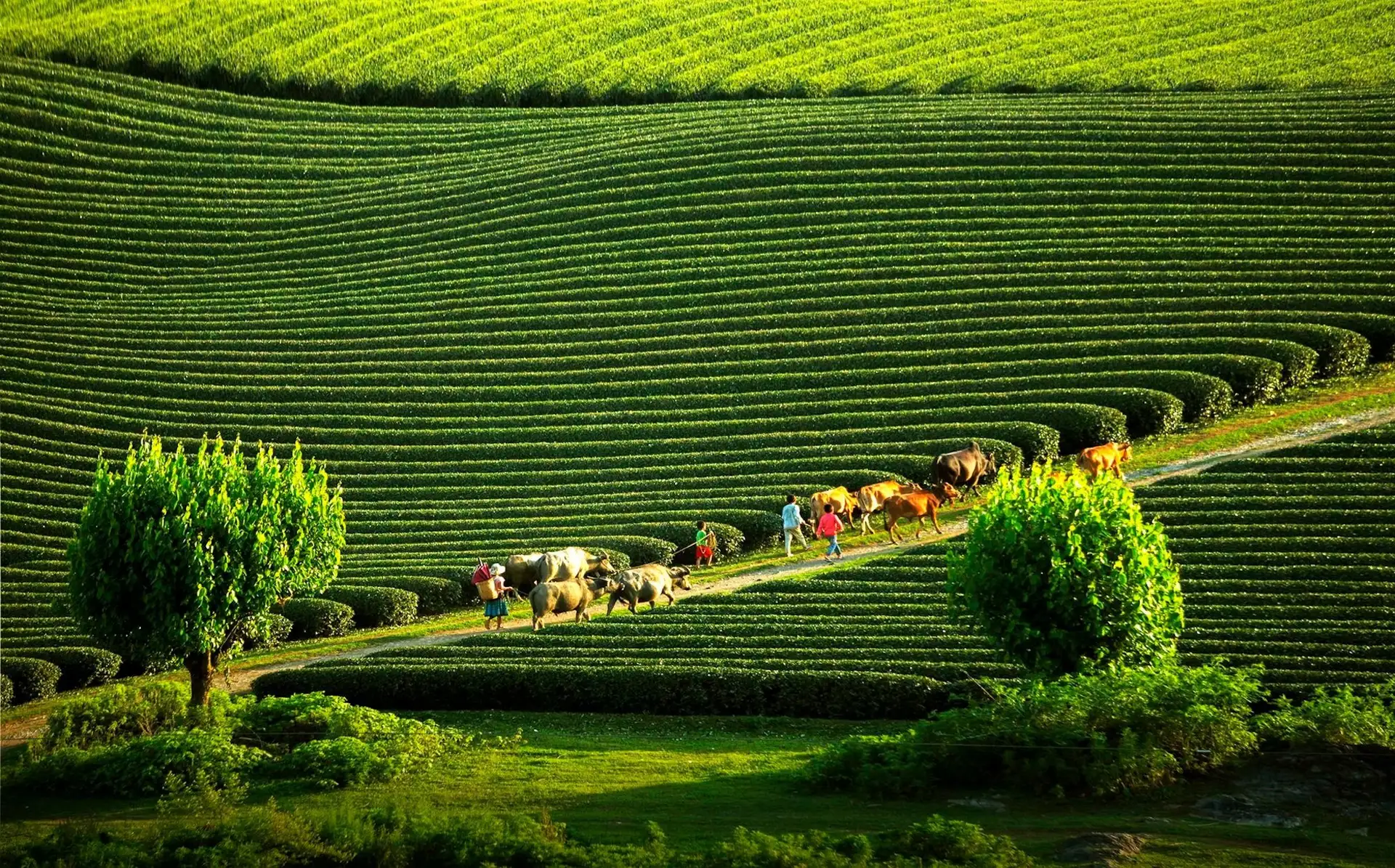 Tháng 8 nên đi du lịch ở đâu? Top những địa điểm du lịch đẹp đáng để trải nghiệm