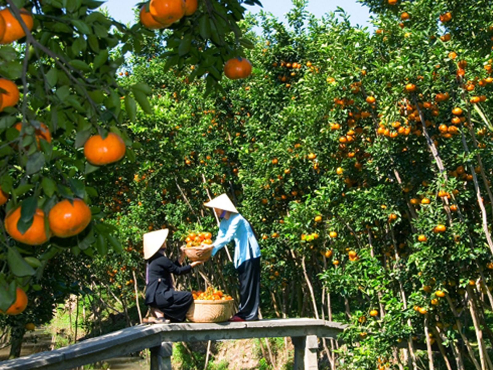 Mùa trái cây – Thời điểm đẹp nhất để đi du lịch ở Tiền Giang