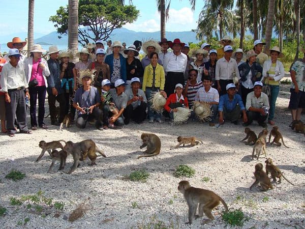 Có khoảng 1.200 con khỉ trên đảo